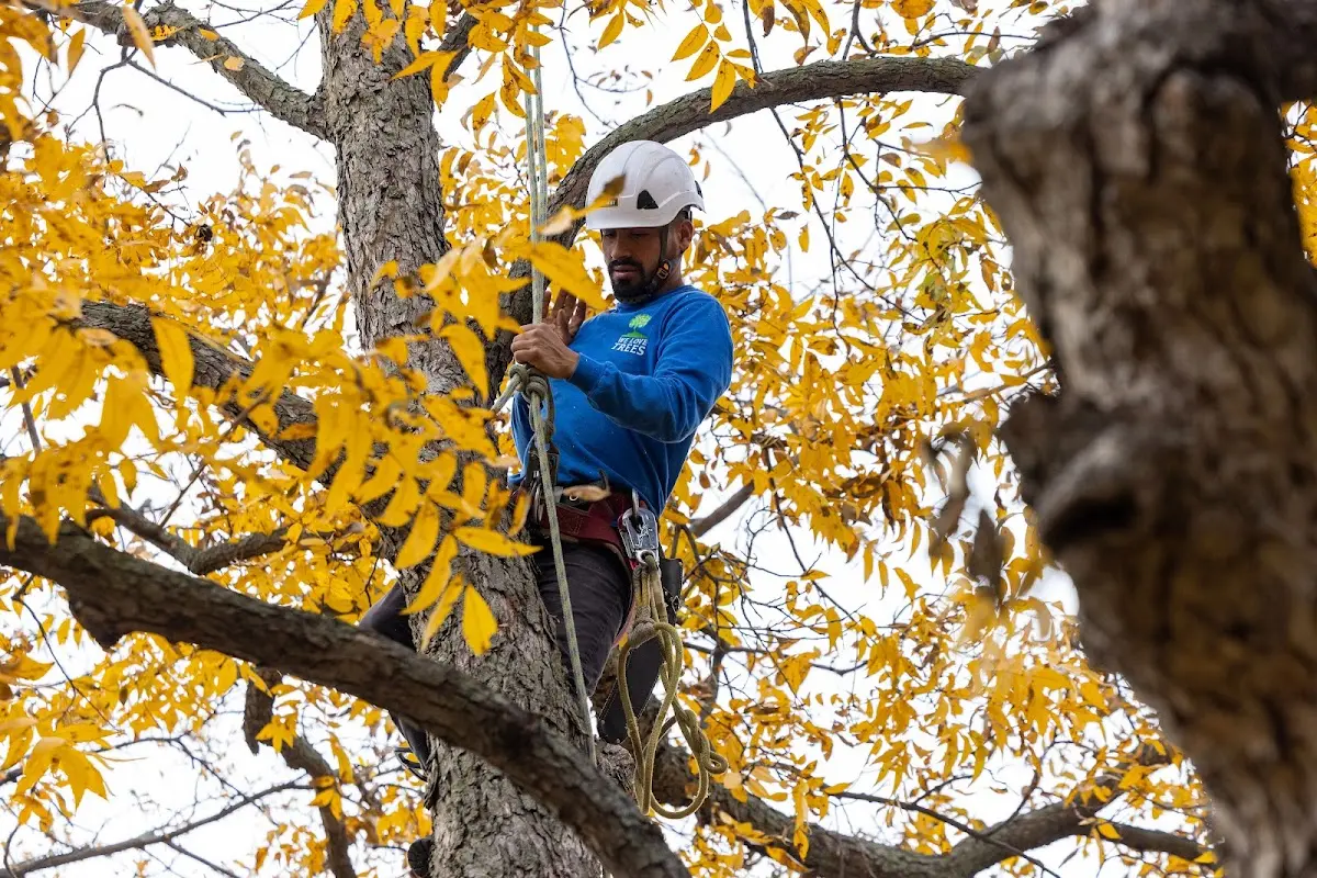 Skilled Storm Damage Cleanup crew working in Hebron